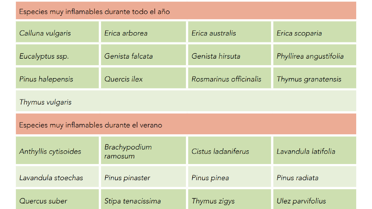 Especies muy inflamables durante todo el año y verano Especies muy inflamables durante todo el año y verano
