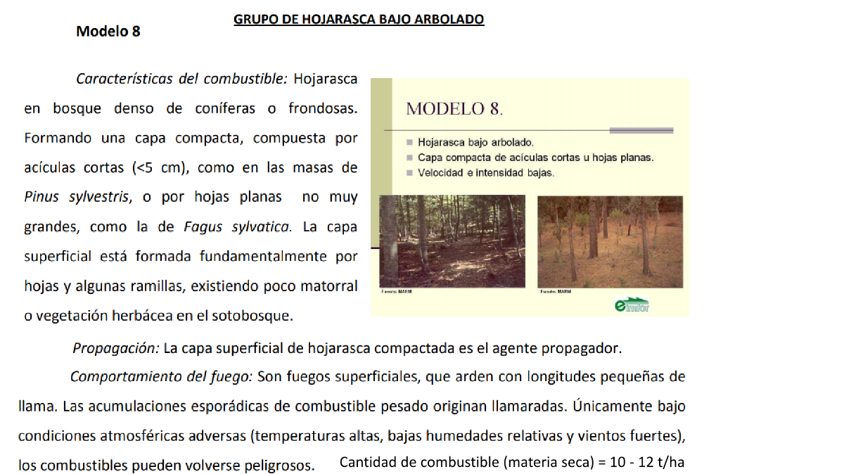 Grupo hojarasca bajoarbolado 1 Grupo hojarasca bajoarbolado 1