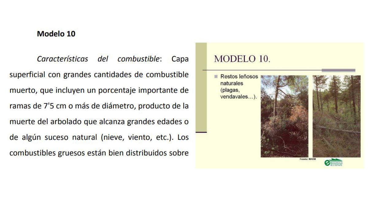 Grupo hojarasca bajoarbolado 3 Grupo hojarasca bajoarbolado 3